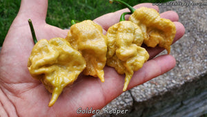 Golden Reaper - Pepper Seeds - White Hot Peppers