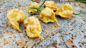 Golden Reaper - Pepper Seeds - White Hot Peppers