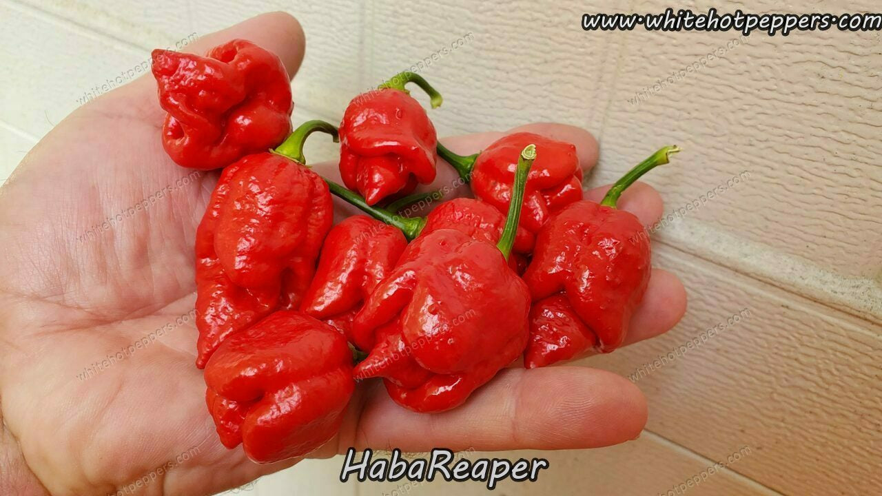 HabaReaper - Pepper Seeds - White Hot Peppers