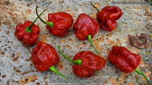 Habanero Cappuccino - Pepper Seeds - White Hot Peppers