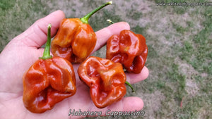 Habanero Cappuccino - Pepper Seeds - White Hot Peppers