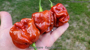 Habanero Cappuccino - Pepper Seeds - White Hot Peppers