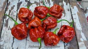 Habanero Cappuccino - Pepper Seeds - White Hot Peppers