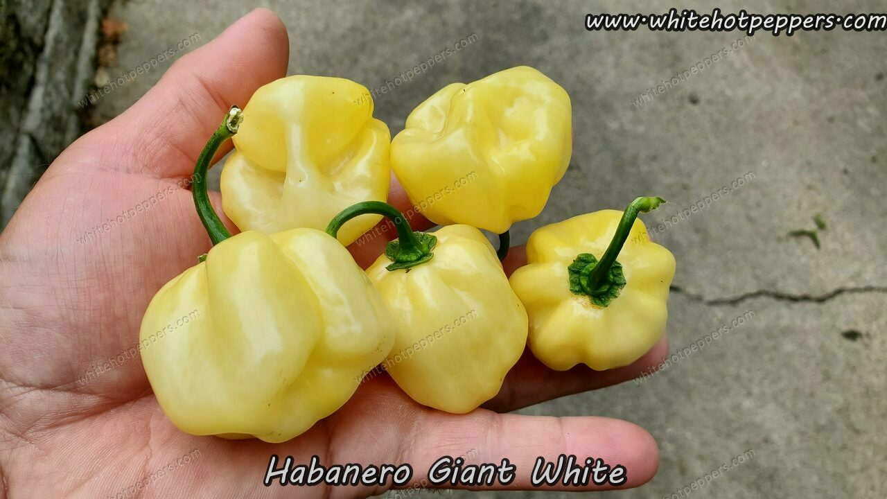 Habanero Giant White - Pepper Seeds - White Hot Peppers