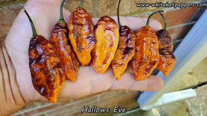 Hallow's Eve - Pepper Seeds - White Hot Peppers