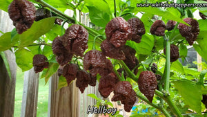 Hellboy - Pepper Seeds - White Hot Peppers