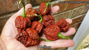 Hellboy - Pepper Seeds - White Hot Peppers