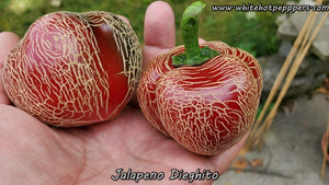 Jalapeño Dieghito - Pepper Seeds - White Hot Peppers