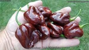 Jamaican Hot Chocolate - Pepper Seeds - White Hot Peppers