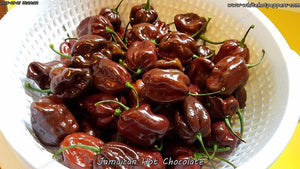 Jamaican Hot Chocolate - Pepper Seeds - White Hot Peppers