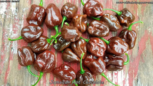 Jamaican Hot Chocolate - Pepper Seeds - White Hot Peppers