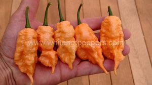 Jay's Peach Ghost Scorpion - Pepper Seeds - White Hot Peppers