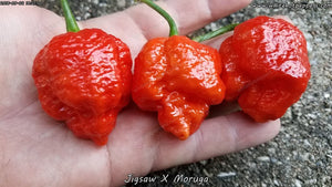 Jigsaw x Moruga - Pepper Seeds - White Hot Peppers