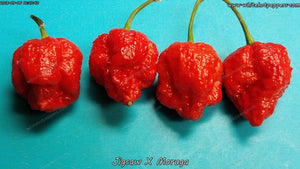 Jigsaw x Moruga - Pepper Seeds - White Hot Peppers