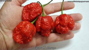 Jigsaw x Moruga - Pepper Seeds - White Hot Peppers