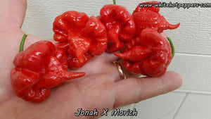 Jonah x Morich - Pepper Seeds - White Hot Peppers