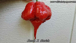 Jonah x Morich - Pepper Seeds - White Hot Peppers