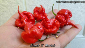 Jonah x Morich - Pepper Seeds - White Hot Peppers