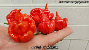 Jonah x Morich - Pepper Seeds - White Hot Peppers