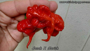 Jonah x Morich - Pepper Seeds - White Hot Peppers