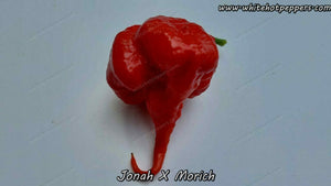 Jonah x Morich - Pepper Seeds - White Hot Peppers