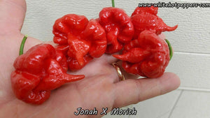 Jonah x Morich - Pepper Seeds - White Hot Peppers