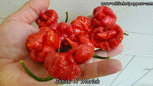 Jonah x Morich - Pepper Seeds - White Hot Peppers