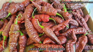 Leviathan Chocolate - Pepper Seeds - White Hot Peppers