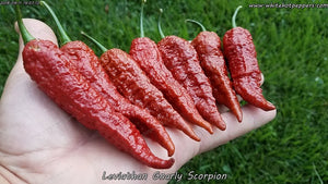 Leviathan Gnarly Scorpion - Pepper Seeds - White Hot Peppers