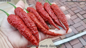 Leviathan Gnarly Scorpion - Pepper Seeds - White Hot Peppers