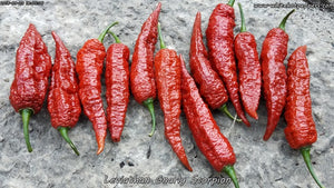 Leviathan Gnarly Scorpion - Pepper Seeds - White Hot Peppers