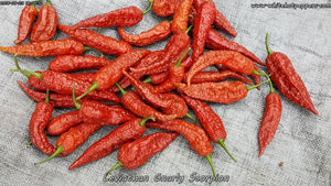 Leviathan Gnarly Scorpion - Pepper Seeds - White Hot Peppers