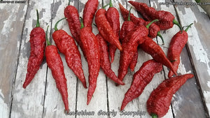 Leviathan Gnarly Scorpion - Pepper Seeds - White Hot Peppers