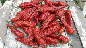 Leviathan Gnarly Scorpion - Pepper Seeds - White Hot Peppers