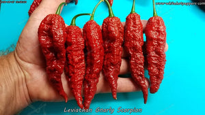 Leviathan Gnarly Scorpion - Pepper Seeds - White Hot Peppers