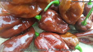 Madballz Chocolate x 7 Pot Burgundy - Pepper Seeds - White Hot Peppers