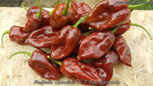 Madballz Chocolate x 7 Pot Burgundy - Pepper Seeds - White Hot Peppers
