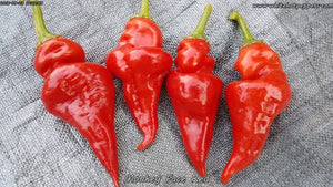 Monkey Face Red - Pepper Seeds - White Hot Peppers
