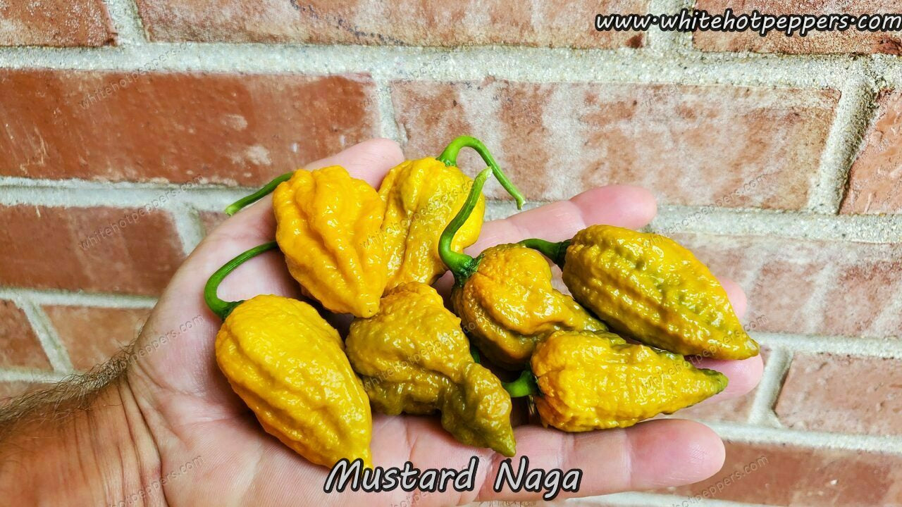 Mustard Naga - Pepper Seeds - White Hot Peppers