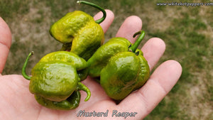 Mustard Reaper - Pepper Seeds - White Hot Peppers