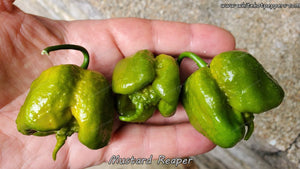 Mustard Reaper - Pepper Seeds - White Hot Peppers