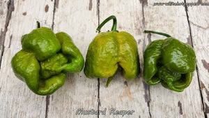 Mustard Reaper - Pepper Seeds - White Hot Peppers