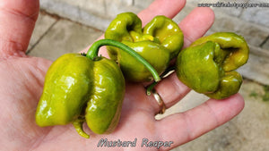 Mustard Reaper - Pepper Seeds - White Hot Peppers