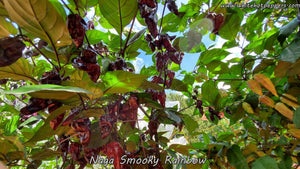 Naga Smooky Rainbow - Pepper Seeds - White Hot Peppers