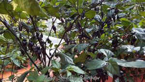 Naga Smooky Rainbow - Pepper Seeds - White Hot Peppers