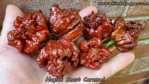 Naglah Beast Caramel - Pepper Seeds - White Hot Peppers