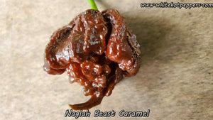 Naglah Beast Caramel - Pepper Seeds - White Hot Peppers