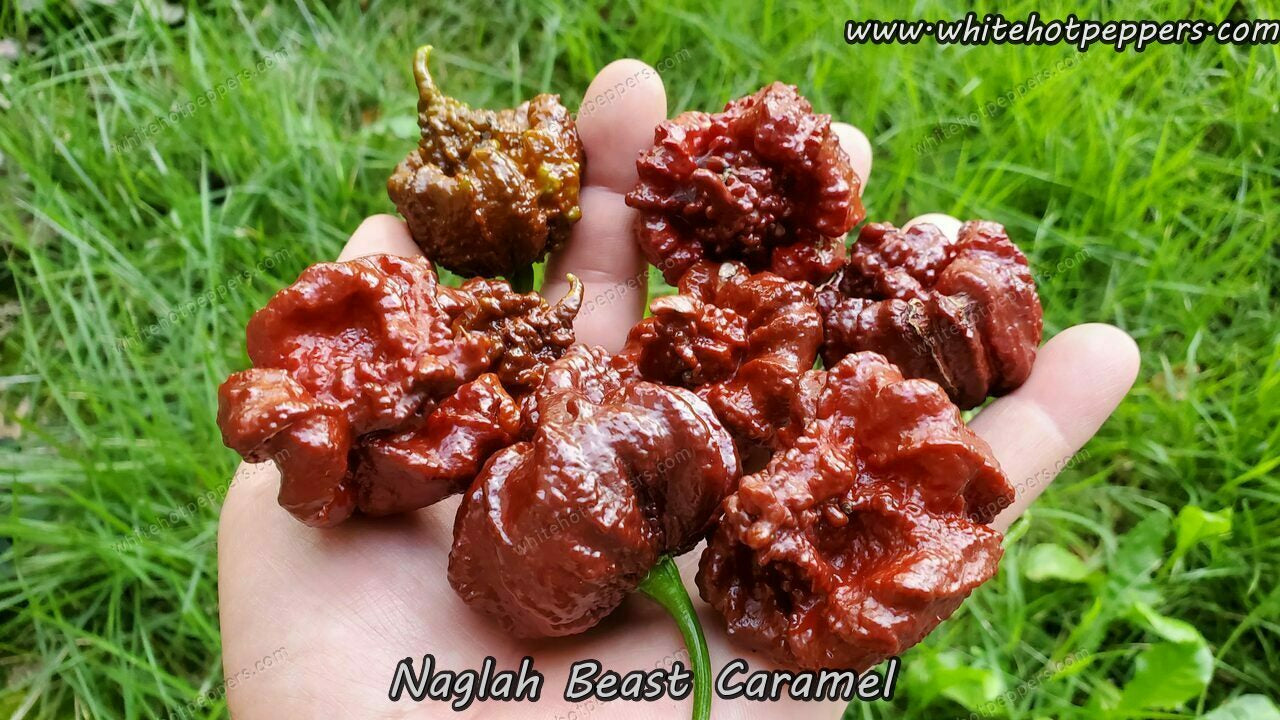 Naglah Beast Caramel - Pepper Seeds - White Hot Peppers