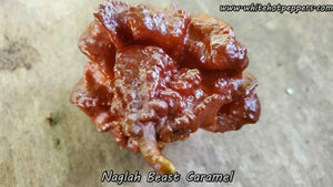 Naglah Beast Caramel - Pepper Seeds - White Hot Peppers