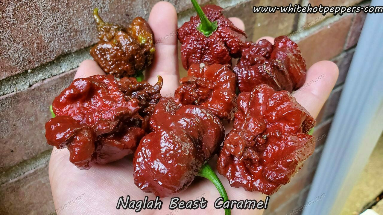 Naglah Beast Caramel - Pepper Seeds - White Hot Peppers